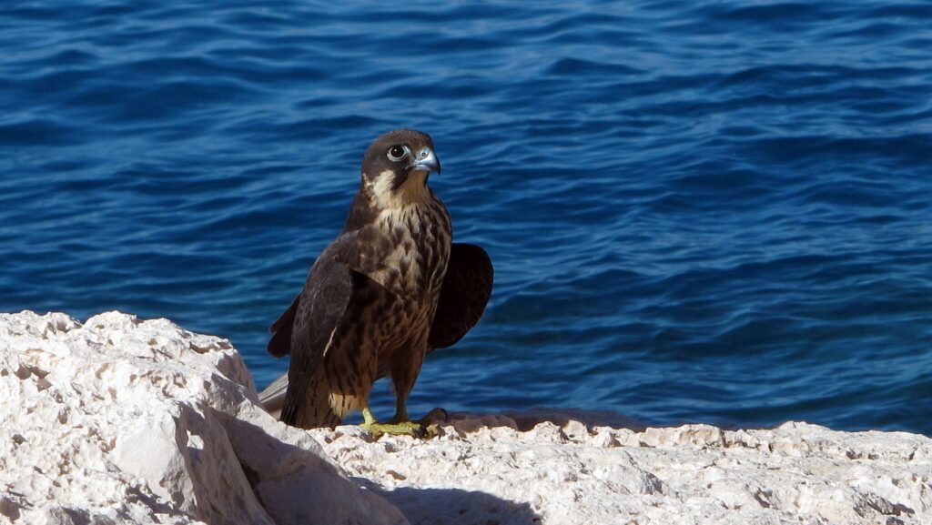Eleonora's Falcon standing on rocky coastline with blue sea in background