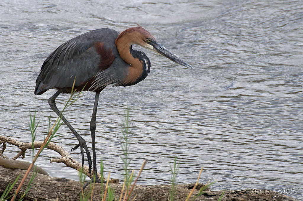 A Goliath Heron stands by the water, looking intently at the surface.