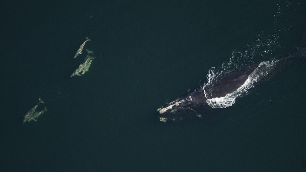 North Atlantic right whale swimming alongside a group of dolphins