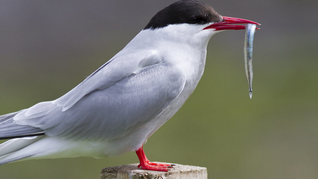 Arctic Tern holding a small fish in its mouth