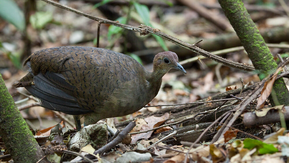 Alert Great Tinamou standing still on forest floor