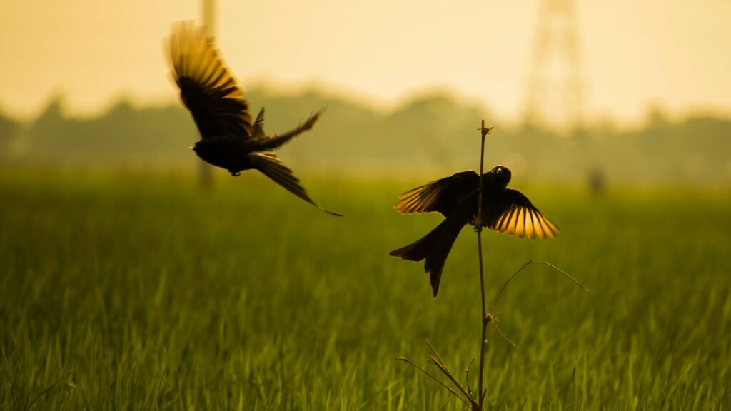 two birds in a green field, one in flight and the other perched on a plant stem