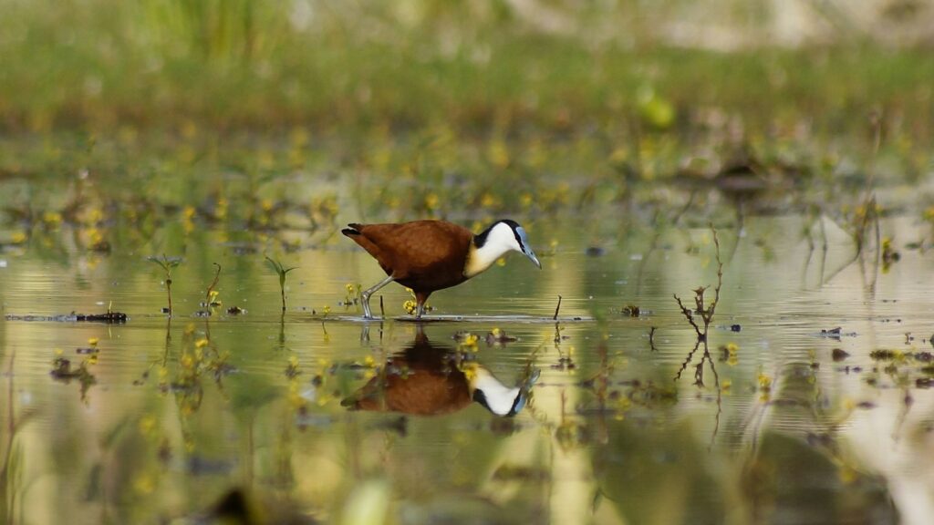Jacana standing in the middle of a wetland water