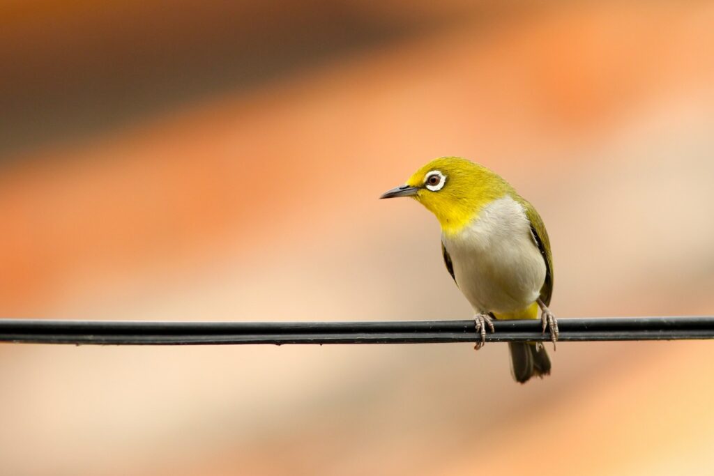 An Oriental White-eye bird perches on a wire.
