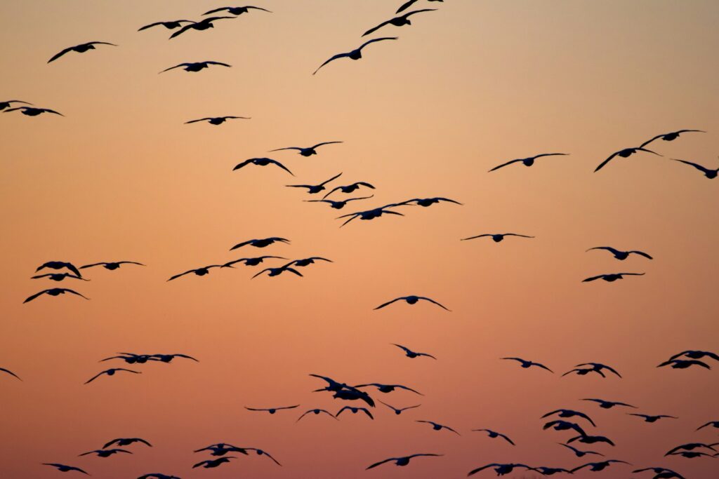 Birds fly against the orange sky.