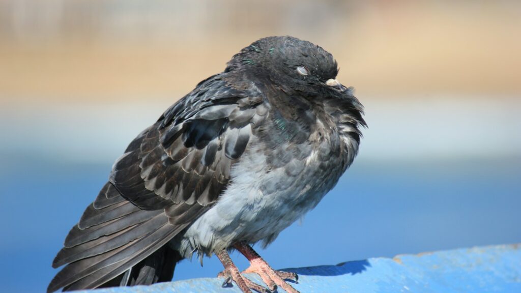 Resting pigeon with eyes closed on weathered blue wood surface