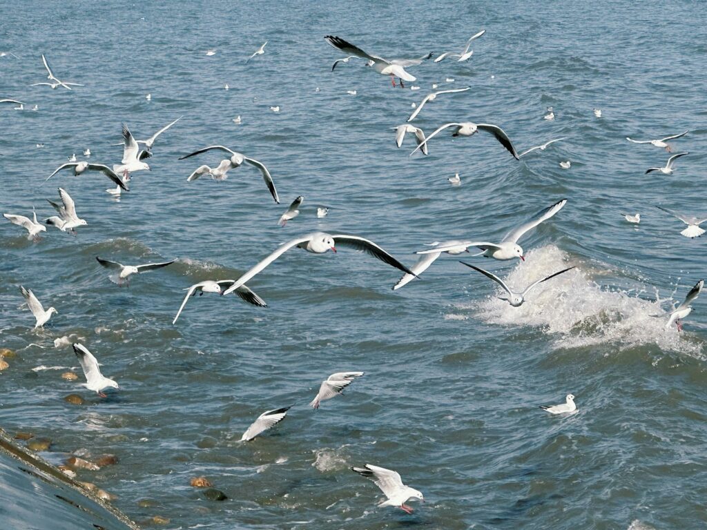 Seagulls fly over the ocean.