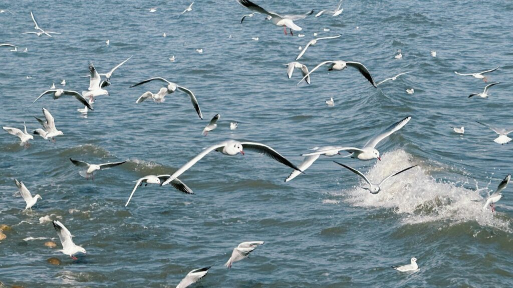 Seagulls fly over the ocean.
