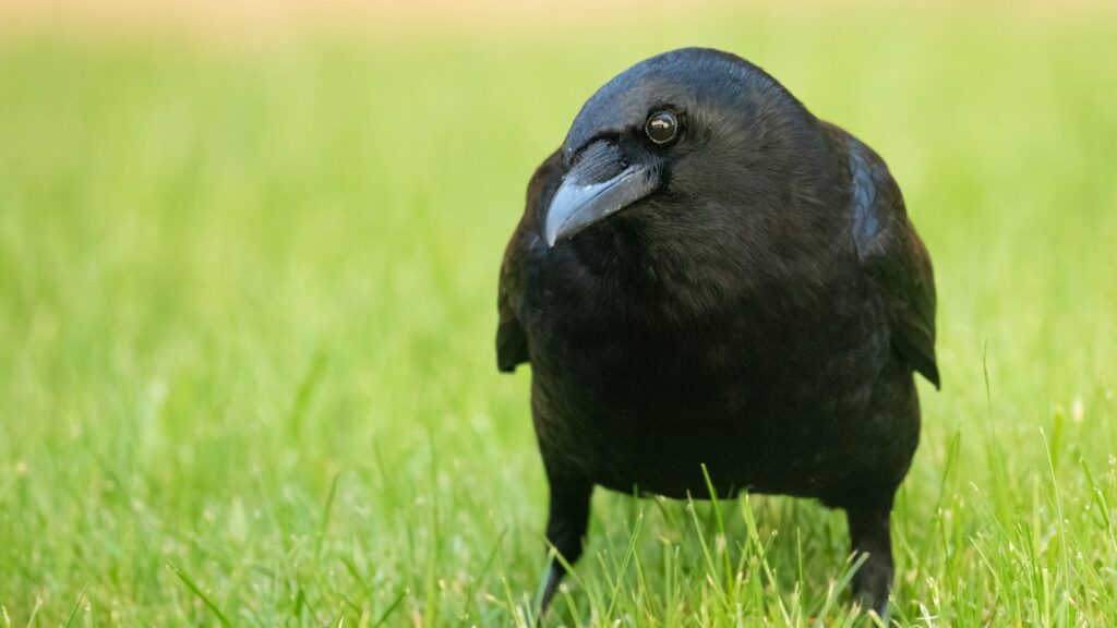 Black crow standing on a green grass field