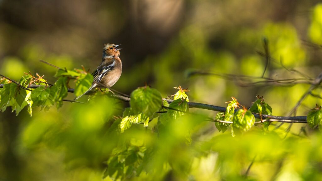 Bird vocalizing while perched on a vine, surrounded by rich green leaves.