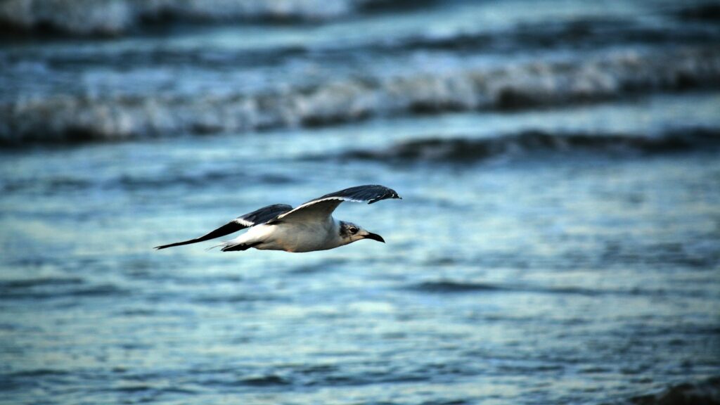 Gull flying low over the coastal shoreline.