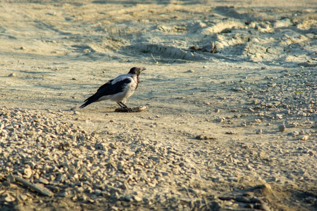 A Hooded Crow with its grey and black plumage.