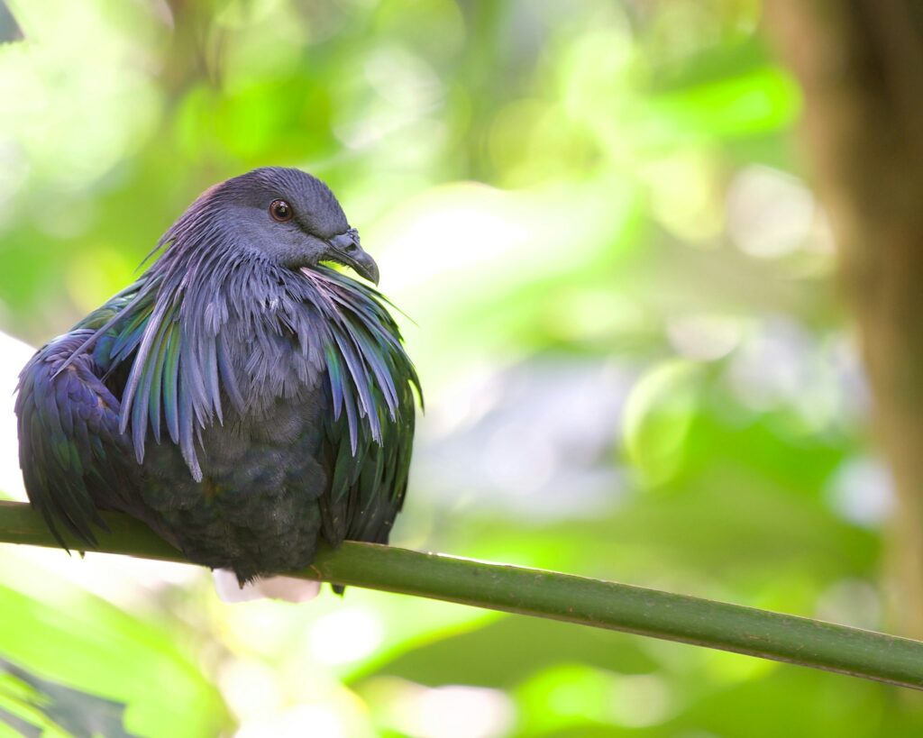 A Nicobar pigeon perched on a branch, showcasing its vibrant plumage.