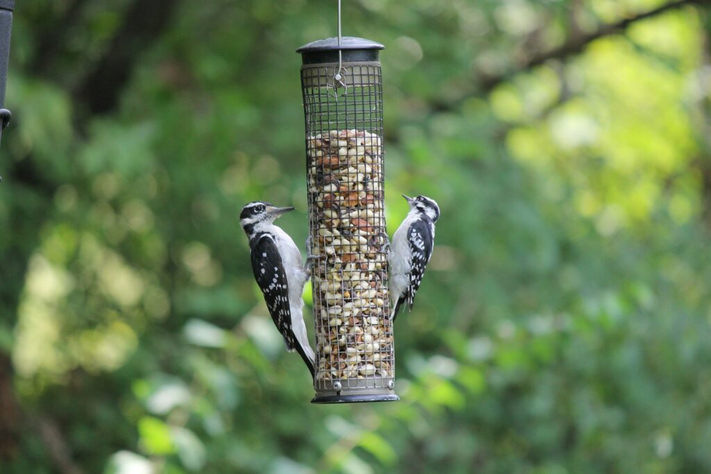 Two Downy Woodpeckers with black and white feathers cling to a mesh peanut feeder.
