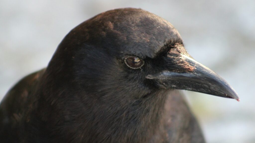 Close-up of a crow's head