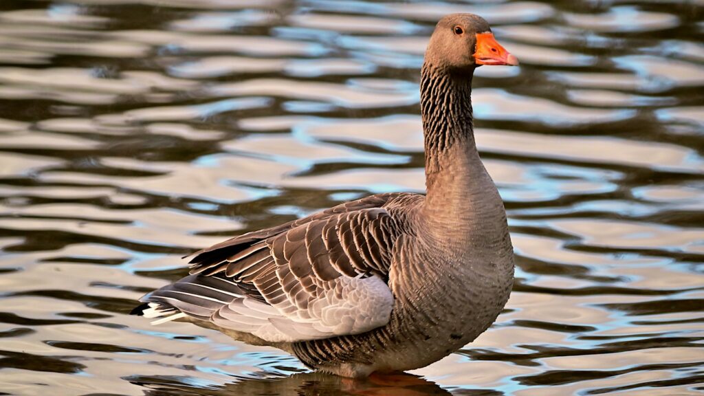 Greylag goose wading through shallow water