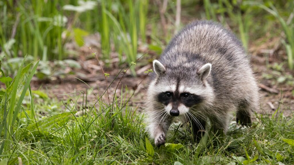 Raccoon sneaking through backyard garden