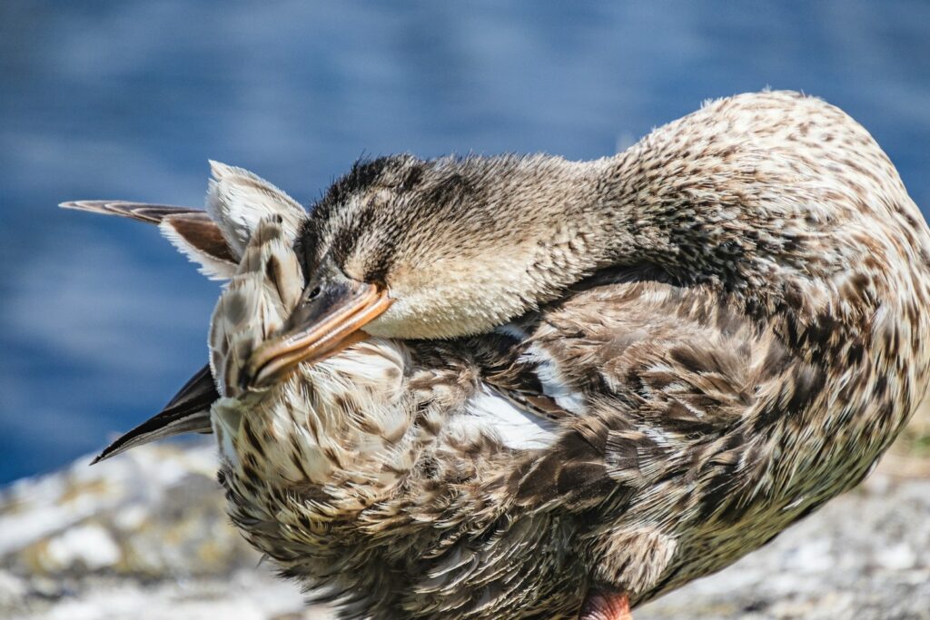 a close up of a bird on a rock near water