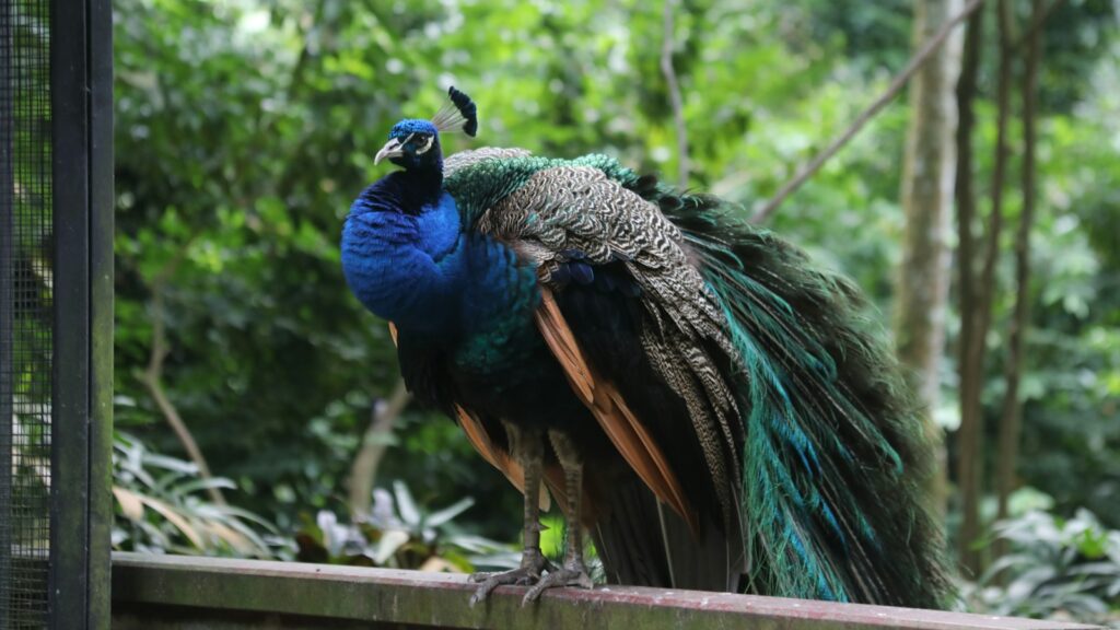 peacock perched on a metal railing inside a zoo enclosure