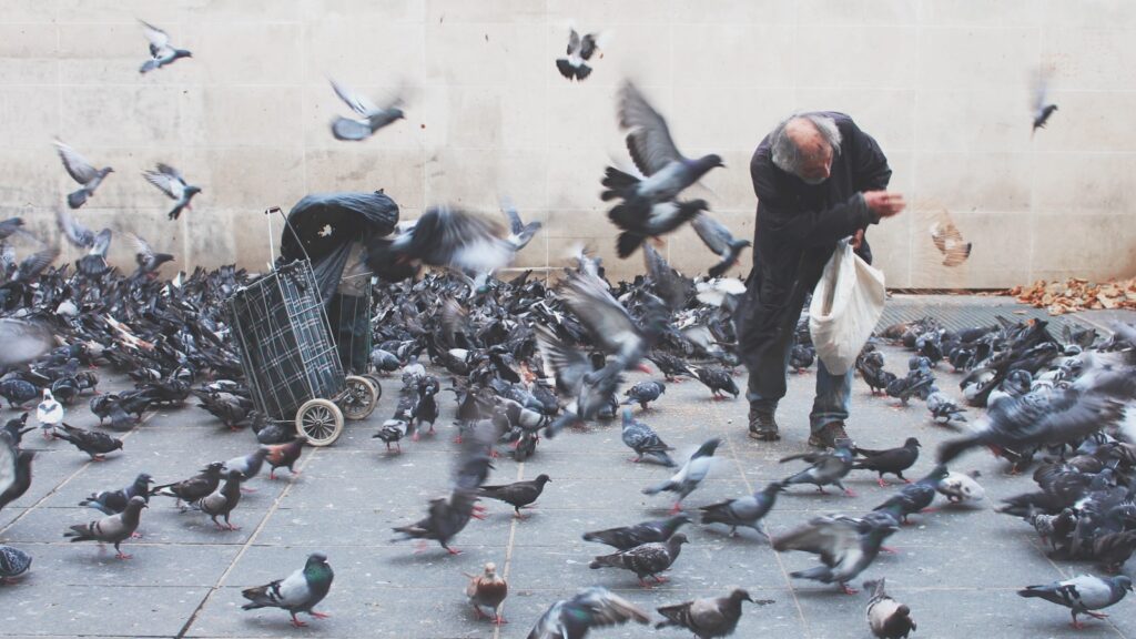 A large flock of feral and domestic pigeons gathers around a person.