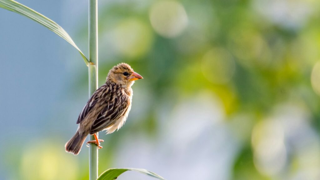 Bird perched on a plant stem exposed to sunlight