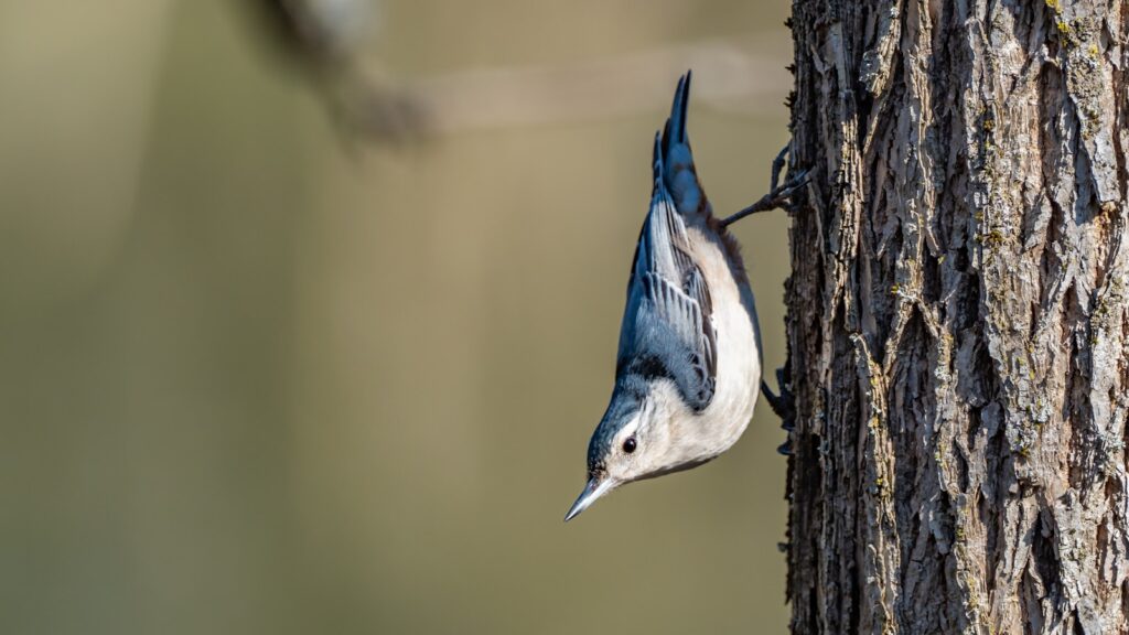 Nuthatch clinging vertically to a tree