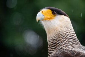 Crested Caracara with a yellow beak and black and white patterned feathers.
