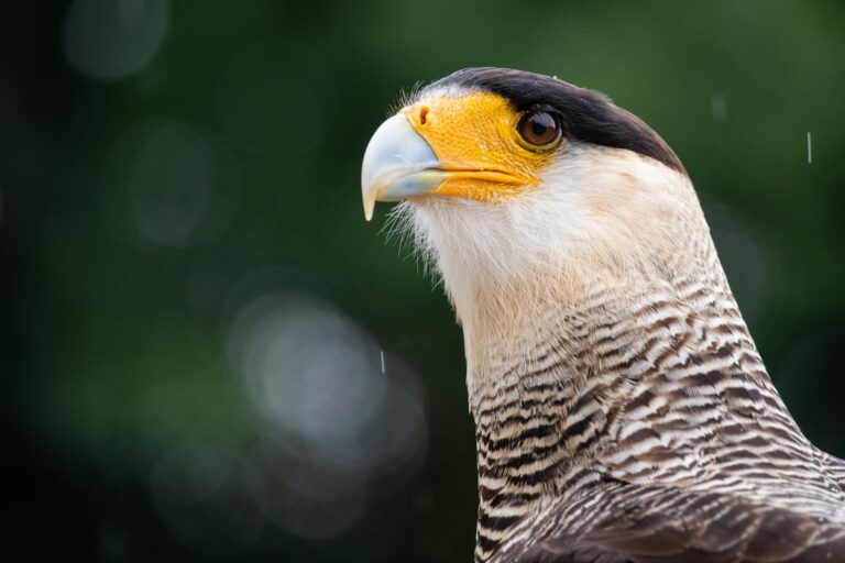 Crested Caracara with a yellow beak and black and white patterned feathers.