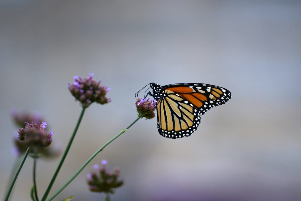 A Monarch butterfly feeds on a purple flower.