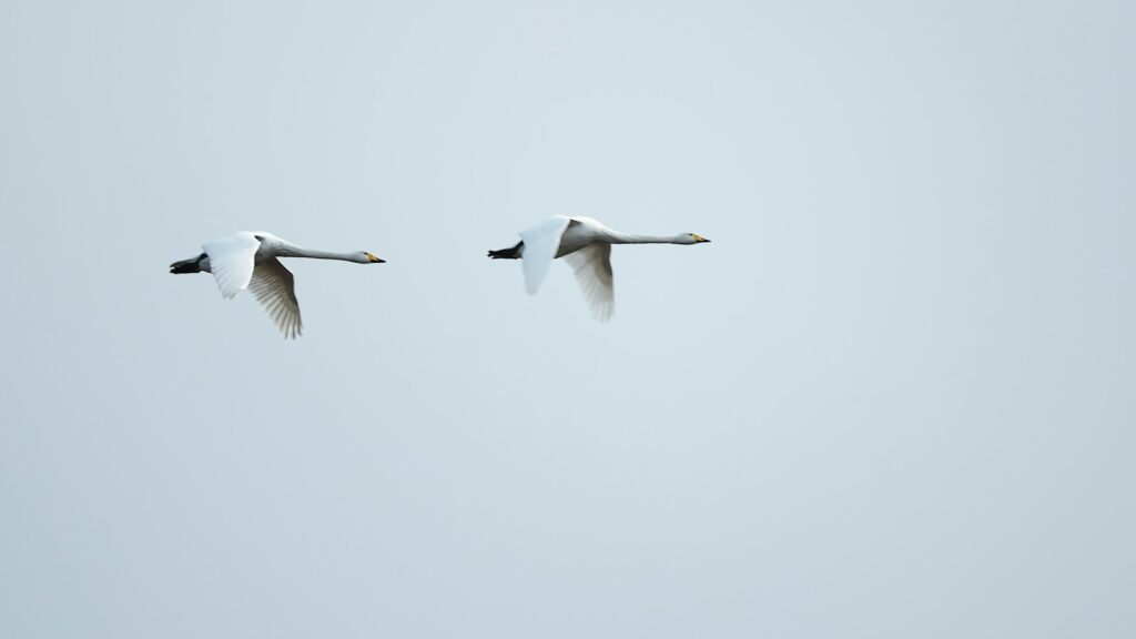 Whooper Swans flying together