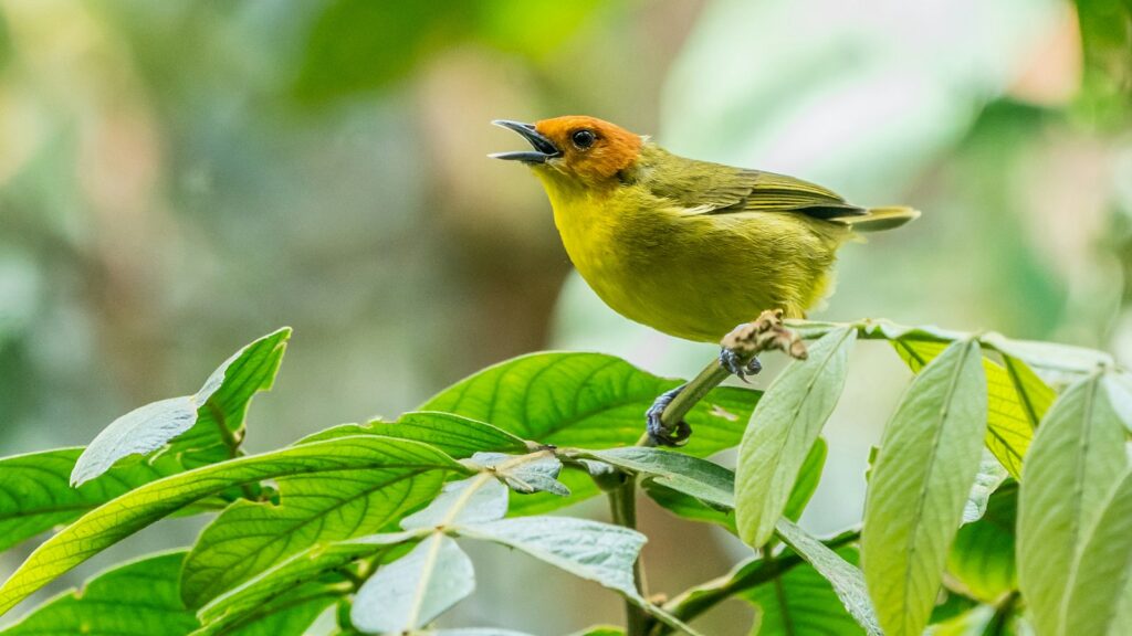 Orange-headed tanager perched on green leaves singing on a bright day