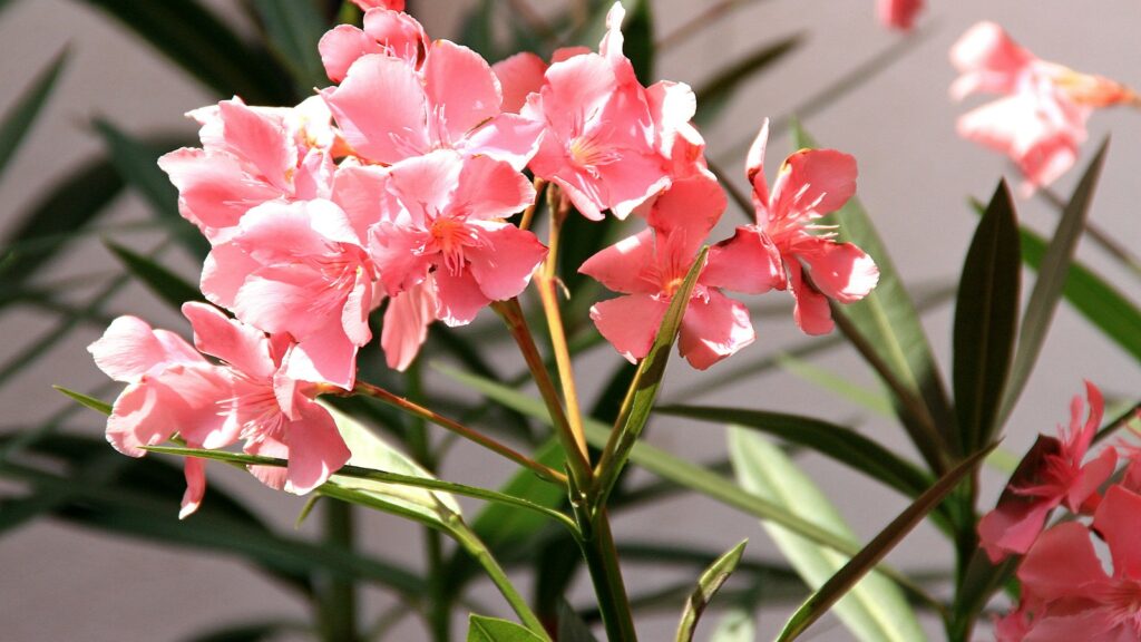 Pink oleander plant blooming in bright sunlight