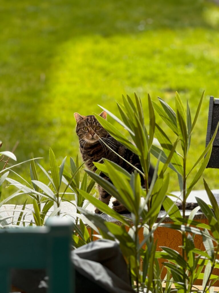 A cat behind plants in garden