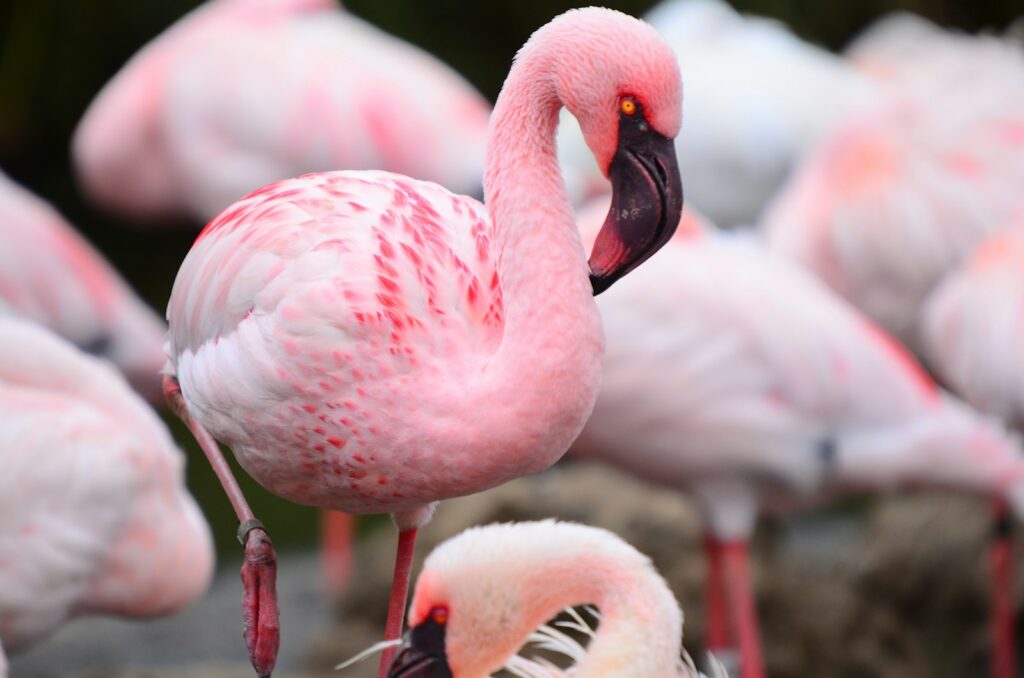 A pink flamingo with a dark beak stands among other flamingos.