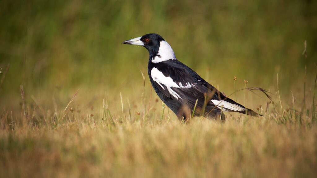 An Australian Magpie stands in a grassy field.