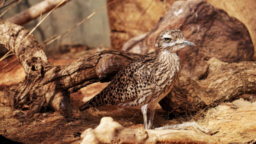 Spotted Thick-knee bird standing in arid, dry habitat