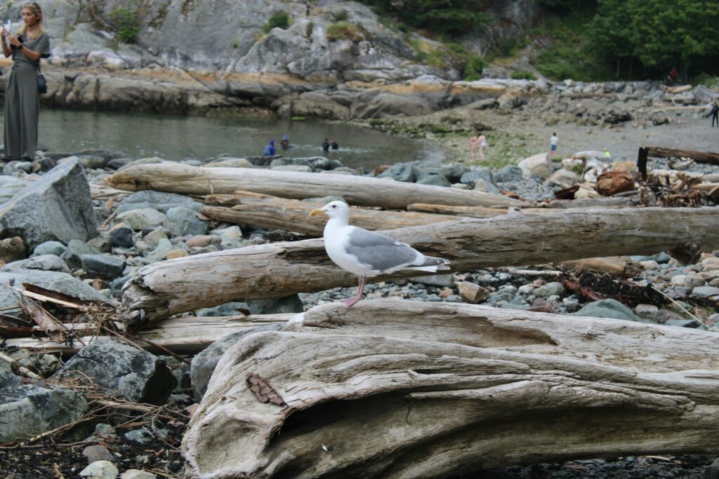 A Red-legged Kittiwake stands on driftwood near a rocky shore.