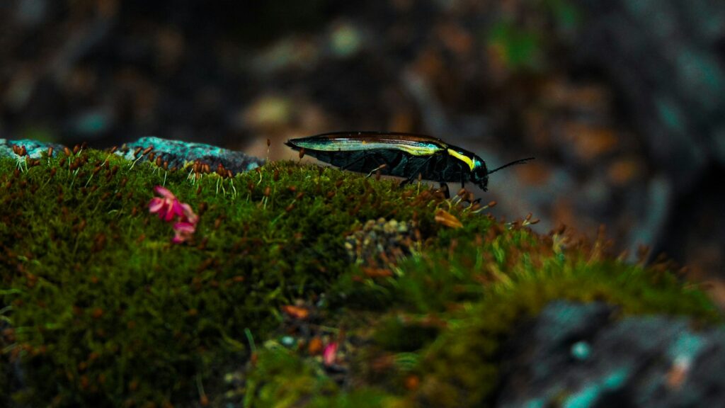 "Iridescent insect crawling on the forest floor among leaves and soil