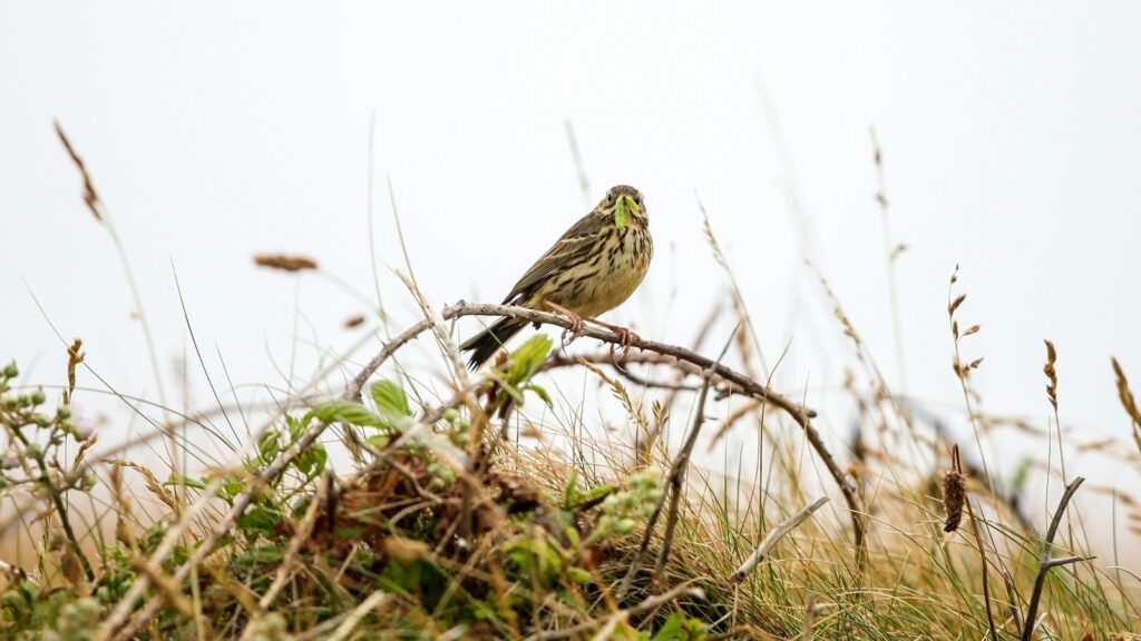 Bird perched with a caterpillar in its mouth