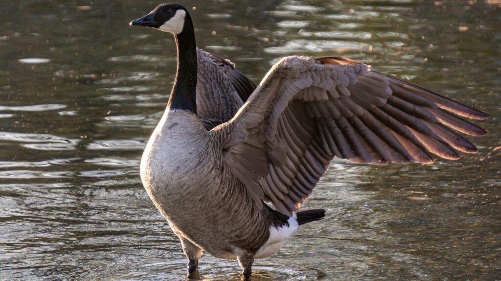 Goose walking on shallow water with wings spread