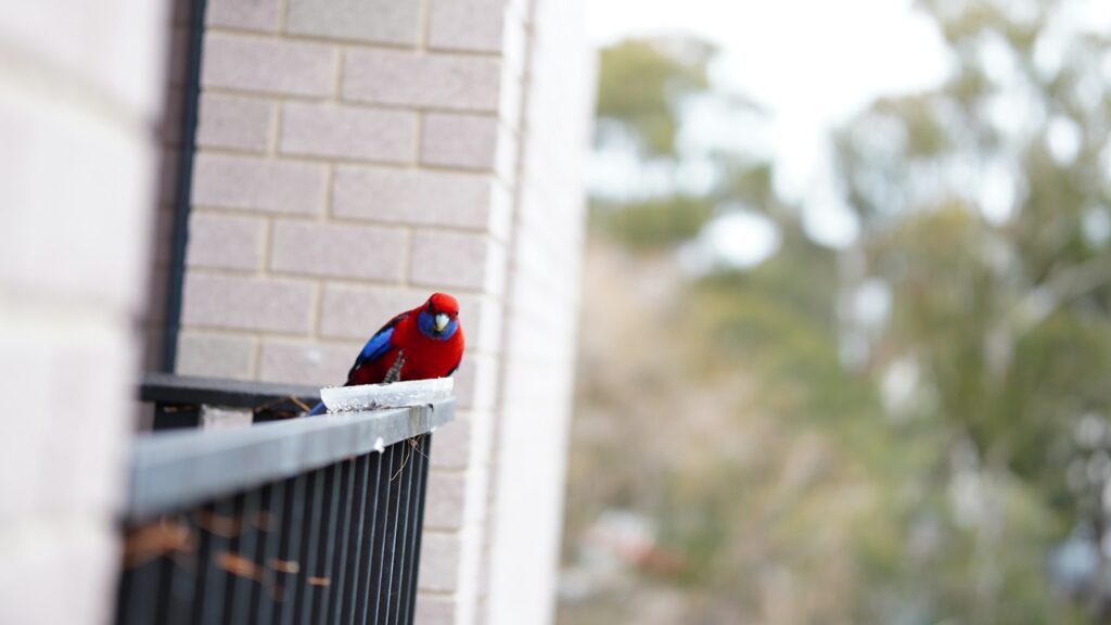 Colorful red and blue bird perched on a balcony fence