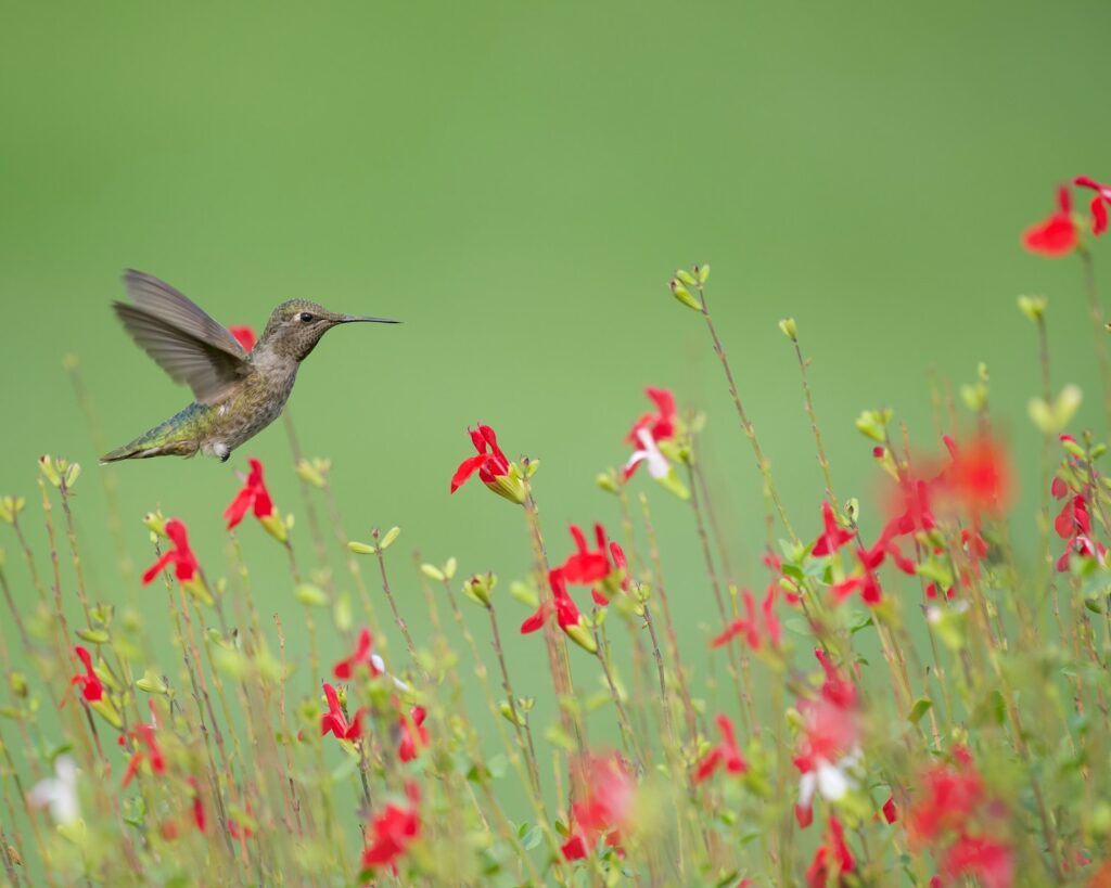 a hummingbird flying over a field of red flowers