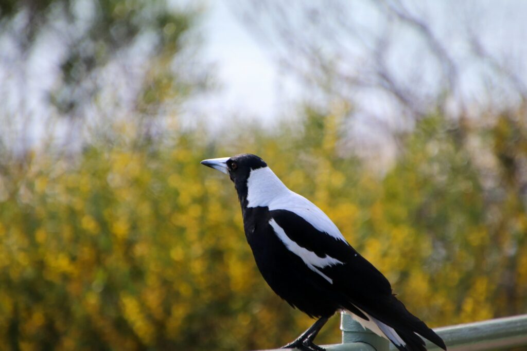 A striking Australian magpie with black and white plumage perches alertly.