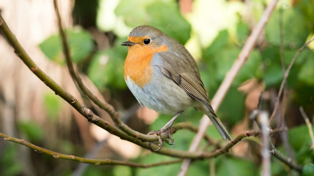 Small robin delicately perched on top of a plant stem