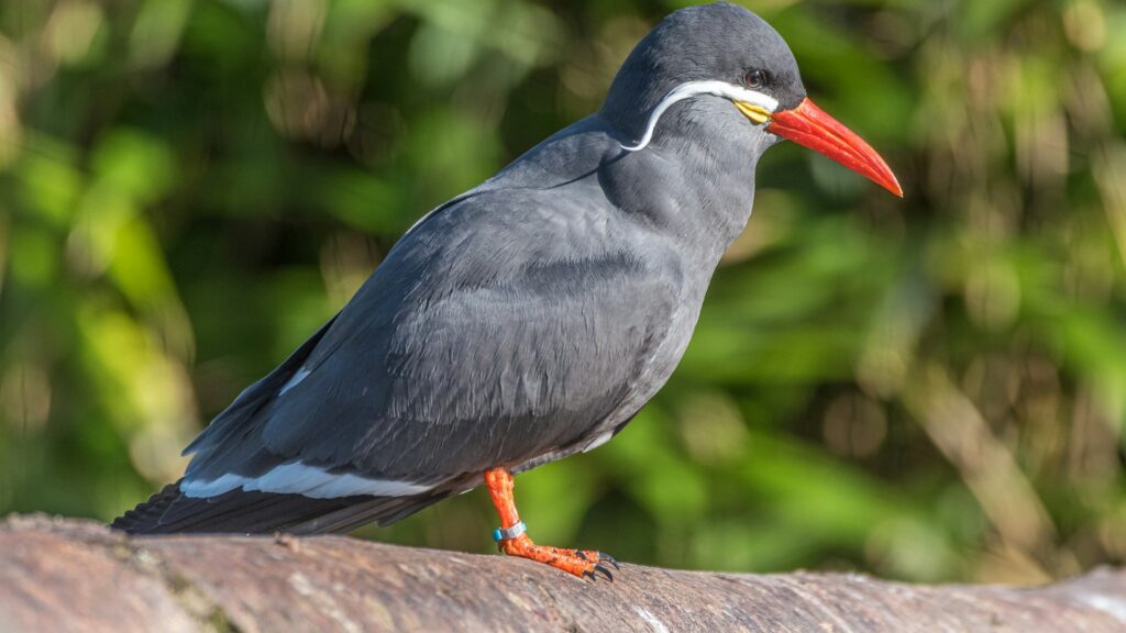 Inca Tern perched on a rock with a vibrant green background