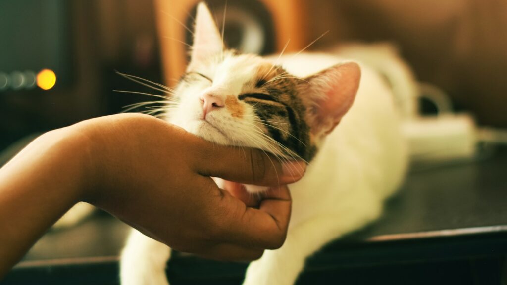 White and brown cat being gently petted by owner