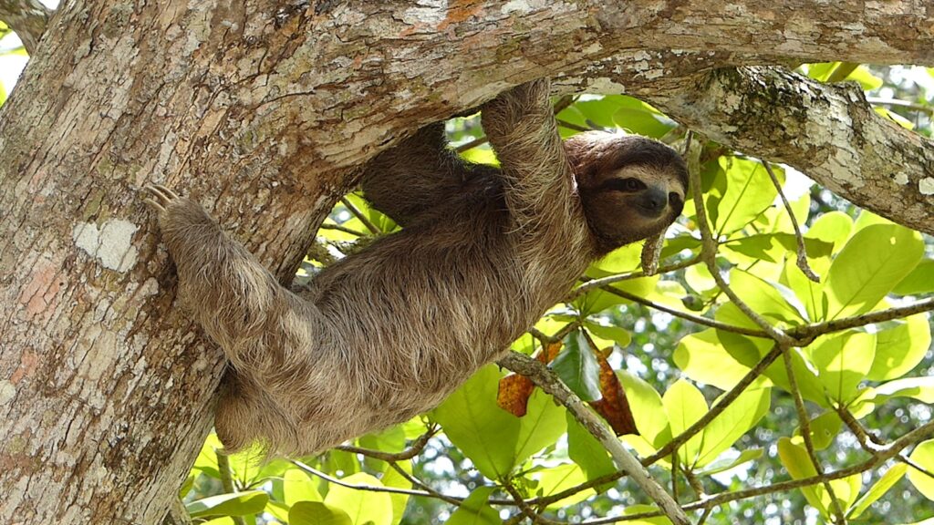sloth hanging on a tree, surrounded by lush jungle foliage