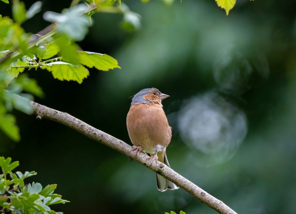Eurasian Chaffinch with brown and gray plumage perched on a branch.