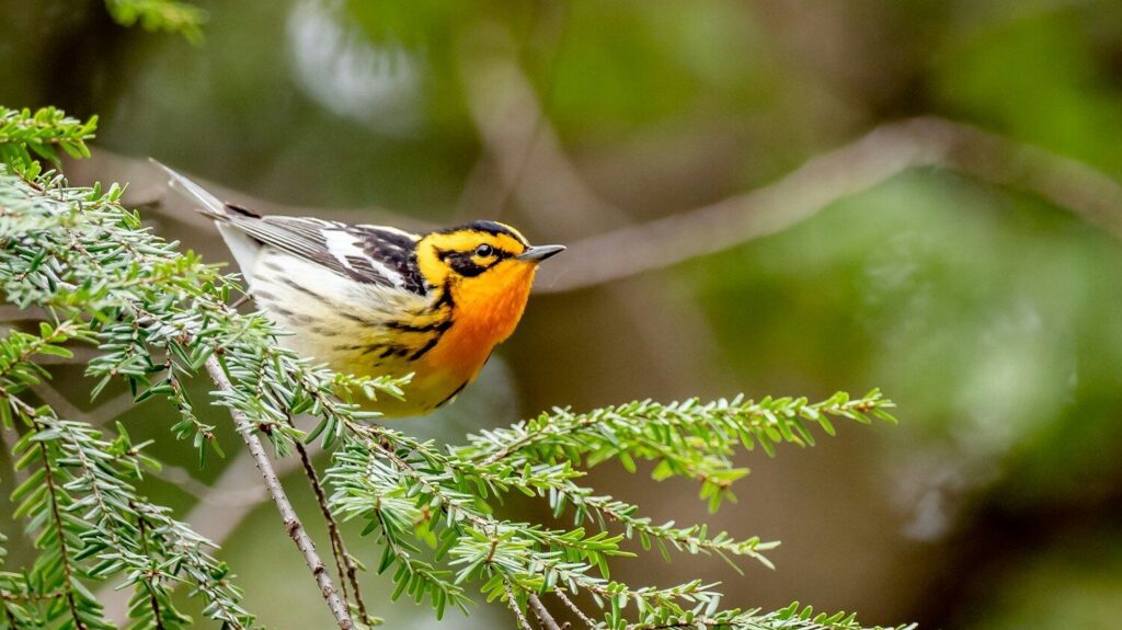Blackburnian Warbler perched on leafy branch, gazing upward