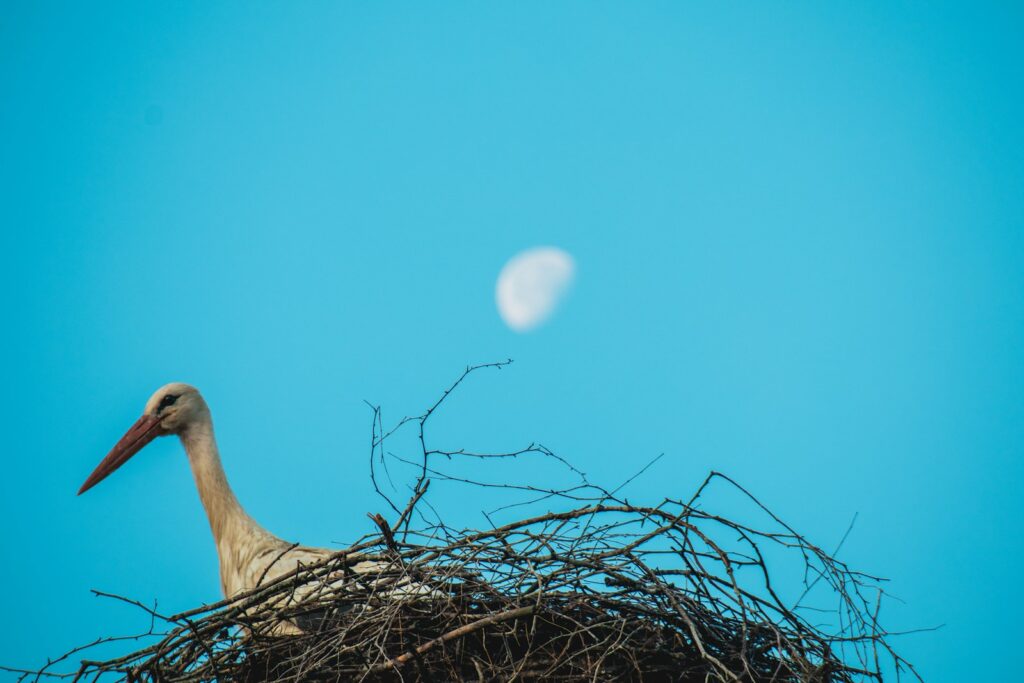 a large bird is sitting in a nest